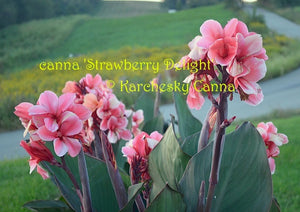 canna 'Strawberry Delight'