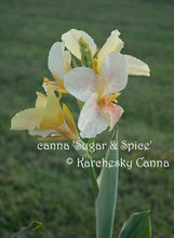 Load image into Gallery viewer, canna &#39;Sugar &amp; Spice&#39;