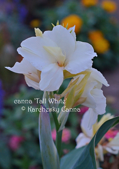 canna 'Tall White’