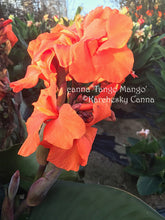Load image into Gallery viewer, canna &#39;Tango Mango&#39;