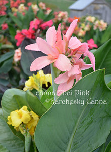 canna 'Thai Pink'