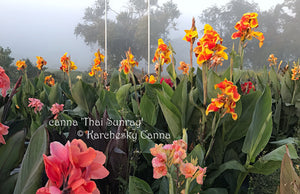 canna 'Thai Sunray'