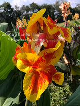 Load image into Gallery viewer, canna &#39;Thai Sunray&#39;