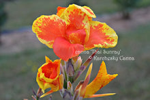 Load image into Gallery viewer, canna &#39;Thai Sunray&#39;