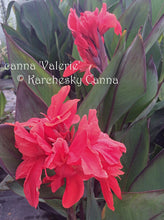 Load image into Gallery viewer, canna &#39;Valerie’