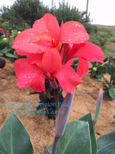 Load image into Gallery viewer, canna &#39;Watermelon Blue’