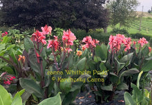 Load image into Gallery viewer, canna &#39;Whithelm Pride&#39;