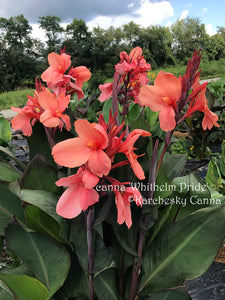 canna 'Whithelm Pride'