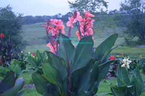 canna 'Whithelm Pride'