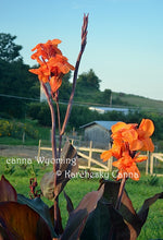 Load image into Gallery viewer, canna &#39;Wyoming&#39;