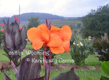Load image into Gallery viewer, canna &#39;Wyoming&#39;