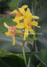 Load image into Gallery viewer, canna &#39;Yellow Butterflies’
