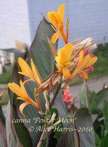 canna 'Pewter Moon’